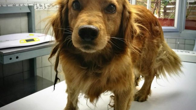 Inician campaña para encontrar al dueño de 