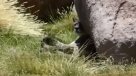Atacama: Asombro causó registro de puma en Parque Nevado Tres Cruces