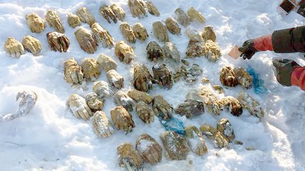   Macabro hallazgo: Encontraron 54 manos humanas en una bolsa en Siberia 