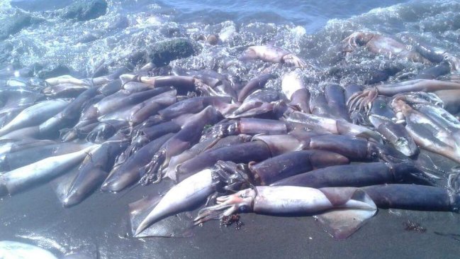 Baja de oxígeno en el mar causó masiva varazón de jibias en Coronel