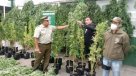 Descubren plantación ilegal de marihuana en sector rural de Los Ángeles