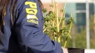 PDI incautó siete mil plantas de marihuana en quebradas de la Región de Valparaíso