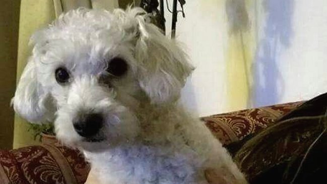 Cruel: Amada mascota fue asesinada con un balazo en San Pedro de la Paz