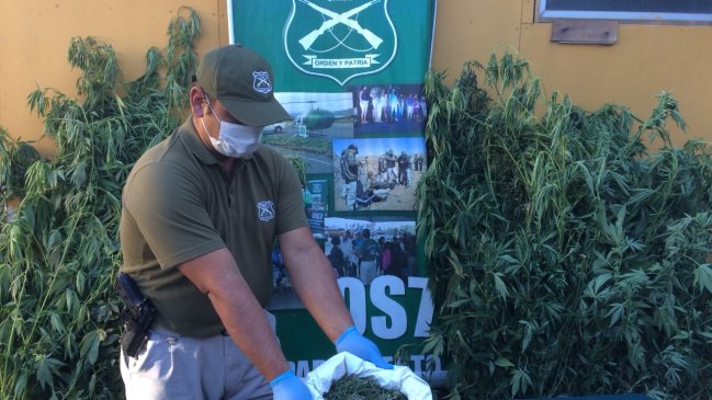 Un detenido por cultivo ilegal de marihuana en Talca