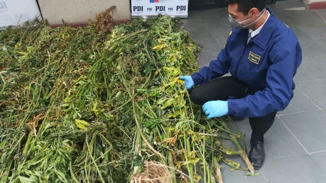 PDI decomisó 307 plantas durante 