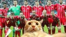 Bayern sigue alucinando con el gato que interrumpió duelo con Besiktas