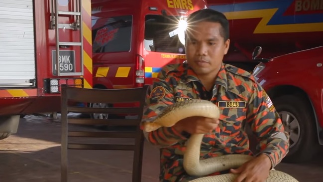 Domador de serpientes murió por mordida letal en Malasia