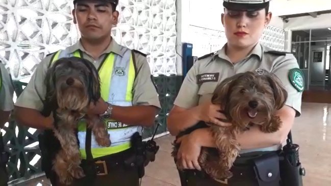 Carabineros rescató a dos perros chicos que estaban encerrados en un vehículo a pleno sol