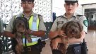 Carabineros rescató a dos perros chicos que estaban encerrados en un vehículo a pleno sol