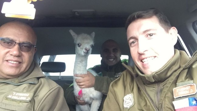 Arica: Carabineros rescató a llama perdida tras sistema frontal
