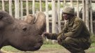 Muere Sudán, el último macho de rinoceronte blanco del norte en el mundo