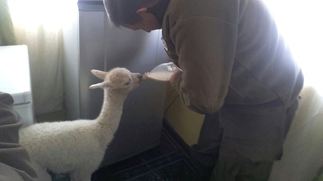 Carabineros rescató a llama bebé que arriesgaba morir de frío en el altiplano