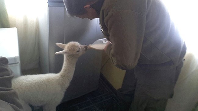 Carabineros rescató a llama bebé que arriesgaba morir de frío en el altiplano