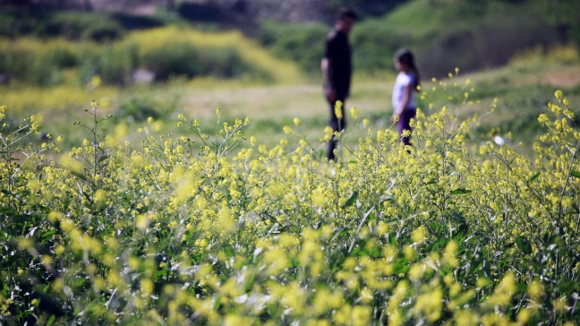El cambio climático aumenta probabilidades de contraer alergias