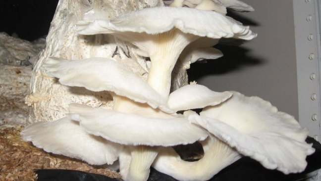 Estudiantes crean cosméticos y cremas de las propiedades de los hongos