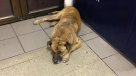 ¿Un perro muerto? Tuitera no supo distinguir a un animal y fue corregida por Metro