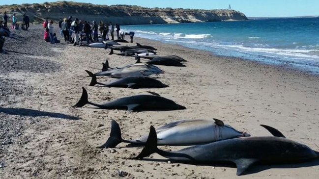 Encuentran 49 delfines muertos en una playa de Argentina