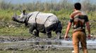 Censo de rinocerontes en la India