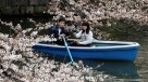 Las flores de cerezo tiñen de rosa a Tokio en su momento álgido de floración