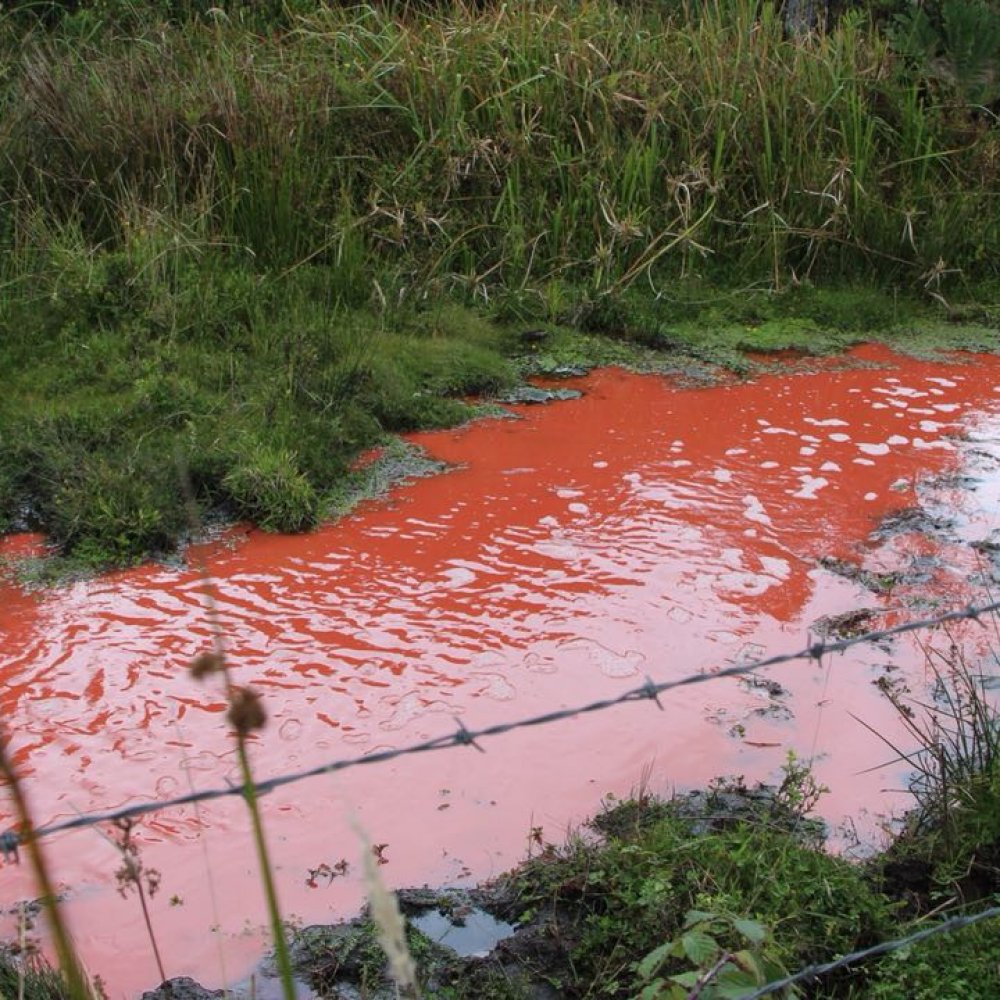 Derrame de pinturas en río de Chiloé causa grave daño ecológico
