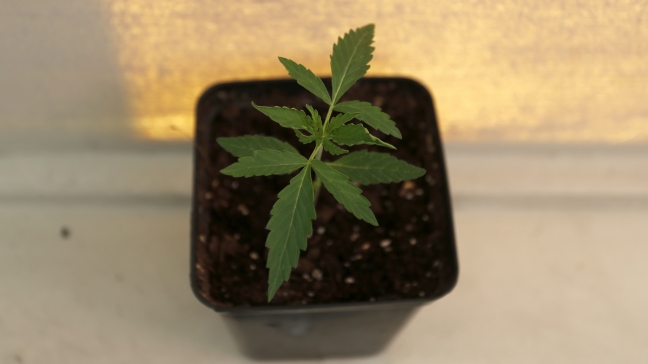 Comienza la venta del primer medicamento de cannabis hecho en Chile