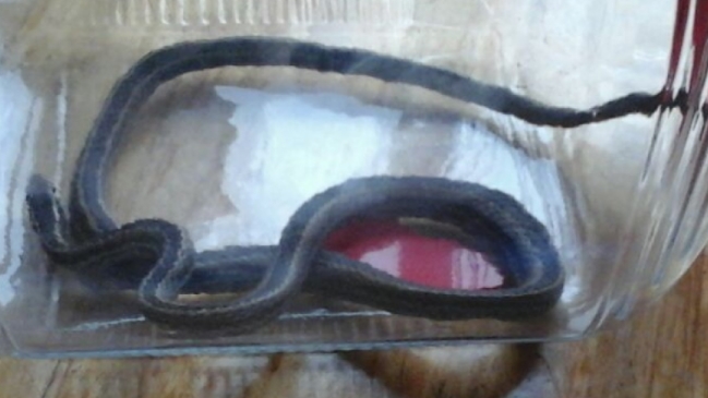 Encuentran culebra en caja de paltas en Aysén