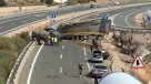 Elefantes desataron caos en una carretera tras accidente de camión de circo