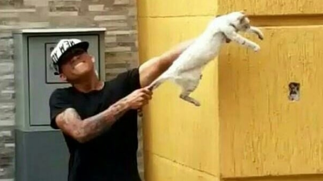 Dos futbolistas fueron despedidos por maltratar a un gato