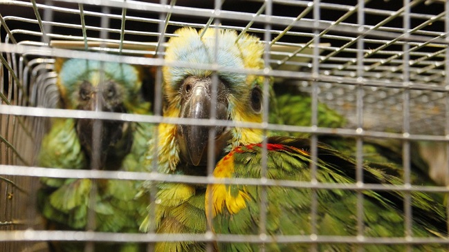 Loros delataron a contrabandista que los trasladaba a Iquique