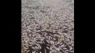 Pescadores artesanales encontraron toneladas de merluza juvenil flotando en Dichato