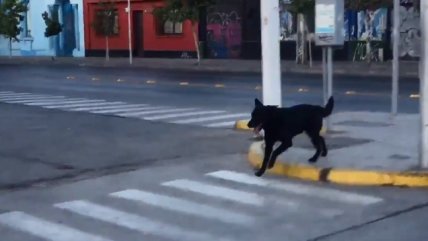   El peludo acompañante que escoltó al grupo de avanzada en el Maratón de Santiago 