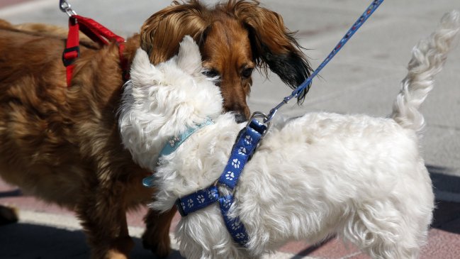 Municipio de Cobquecura implantará 50 microchips gratuitos para mascotas