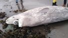 Tiburón dormilón del Pacífico varó en playa de Pichilemu