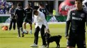 El perro Sultán se la jugó con el pronóstico del Superclásico entre la U y Colo Colo