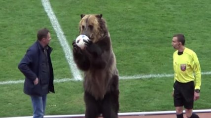 Un oso realizó el saque inicial en un partido de la tercera división de Rusia