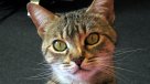Atraparon gatos entrenados en cárcel de Costa Rica: Llevaban celulares a reos
