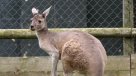 Canguro murió por ladrillazos en zoológico de China