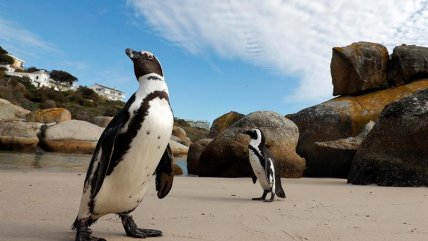   La colonia de pingüinos amenazada por la gripe aviar en Sudáfrica 