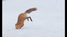 Zorrito rojo se tiró un piquero en la nieve para poder comer