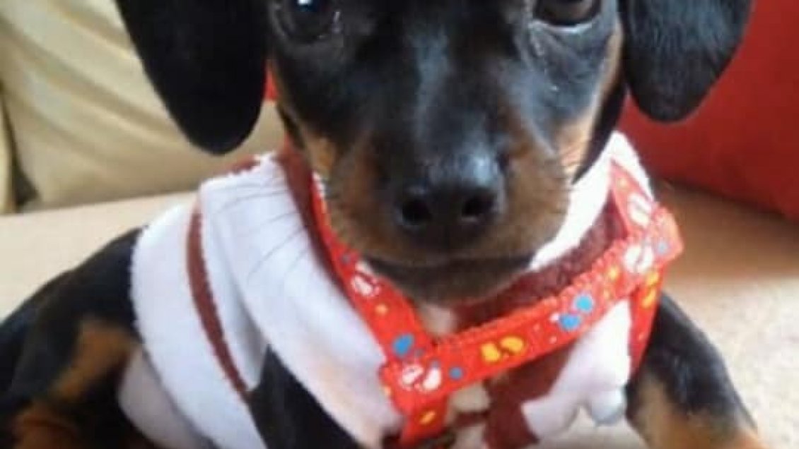 Joven viñamarina pide que le ayuden a rescatar a su perro retenido en su propio hogar