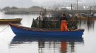 Chiloé: Autorizan extracción de mariscos en tres sectores de Quellón