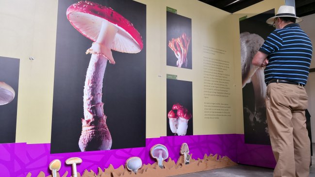 El desconocido mundo de los hongos llegó a Arica de la mano del Museo de Historia Natural