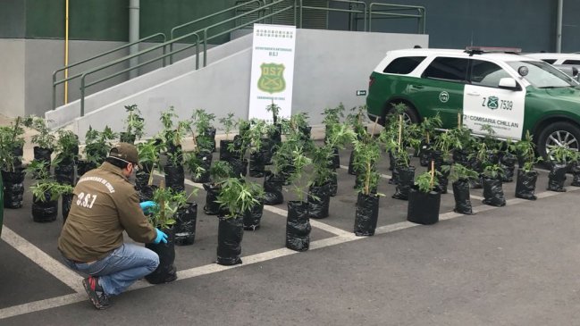 Chillán Viejo: Detienen a sujeto que vendía marihuana en una verdulería