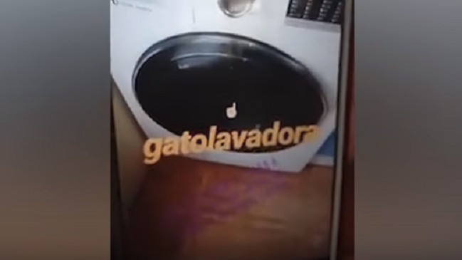 Detienen a mujer que metió un gato a la lavadora, lo centrifugó y lo publicó en Instagram