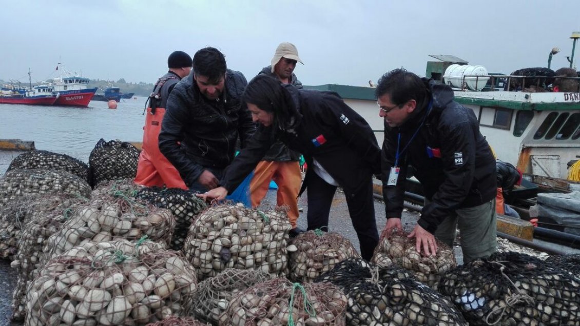 Autoridades levantan medida para la extracción de Choritos en Quellón Viejo