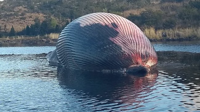 Impresionante ballena varó en costas de localidad magallánica