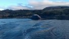 Las impresionantes postales que dejó el varamiento de una ballena en Puerto Edén