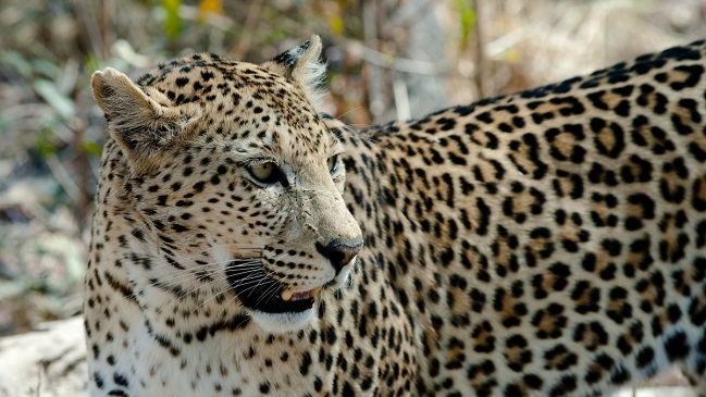 Un leopardo atacó y se comió a un menor de tres años cuando su niñera lo descuidó