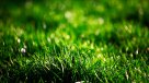 La Historia es Nuestra: El pasto, el símbolo del poder de los suburbios