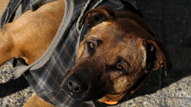 Hombre que mató a un perro con una piedra fue condenado por la 